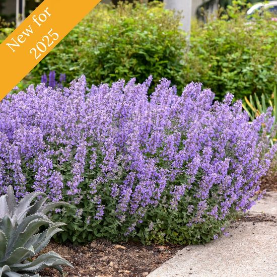 Picture of Cat's Meow Nepeta Plant