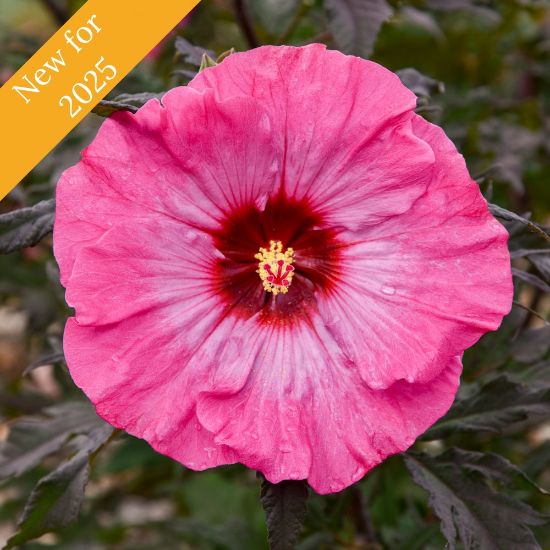 Picture of Inner Glow Hardy Hibiscus Plant