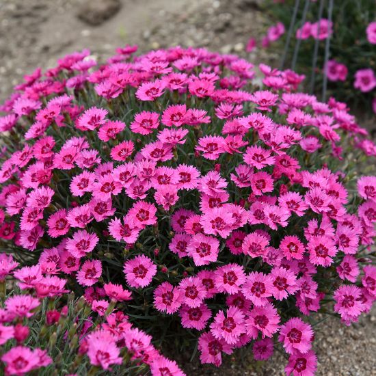 Picture of Paint the Town Fancy Dianthus Plant