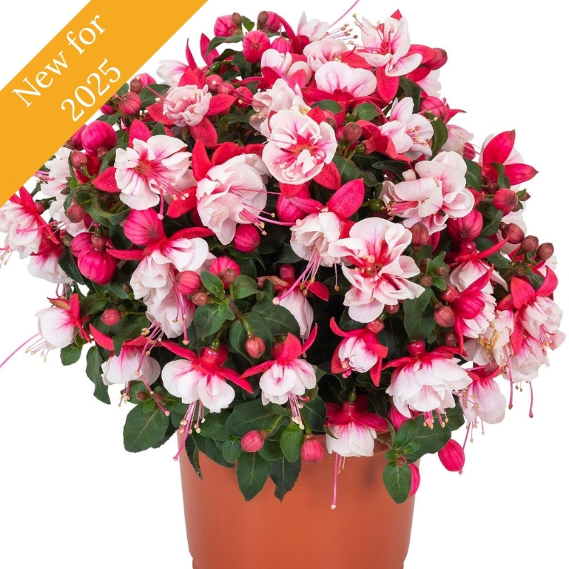 Picture of Ballerina® Arabesque Fuchsia Plant