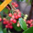 The Berry Scape Aronia Plant offers white blooms and red berries