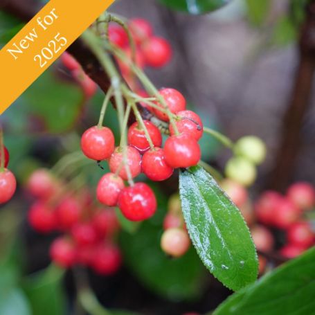 The Berry Scape Aronia Plant offers white blooms and red berries