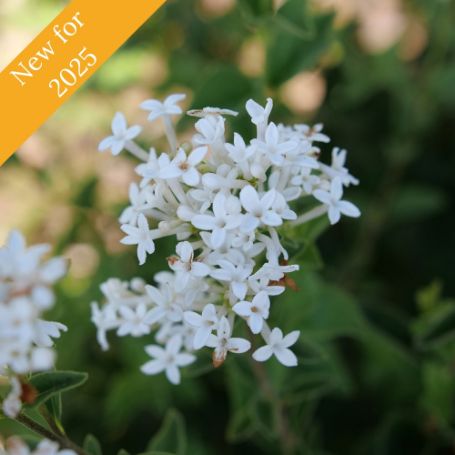 Picture of Bloomerang Showmound™ Reblooming Lilac Bush