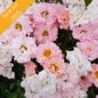 A cluster of pink and white roses with ruffled petals