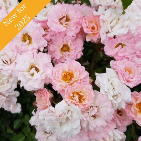 Picture of Blushing Drift® Rose Bush