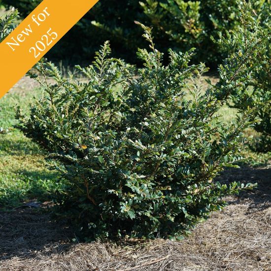 The Buckhead Bold Distylium Plant is a versatile evergreen with bronze-tinted new growth and red winter blooms