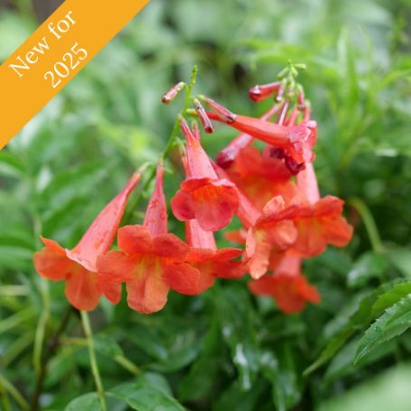 Chicklet Red Tecoma plant showcases large red trumpet-shaped flowers on a compact shrub