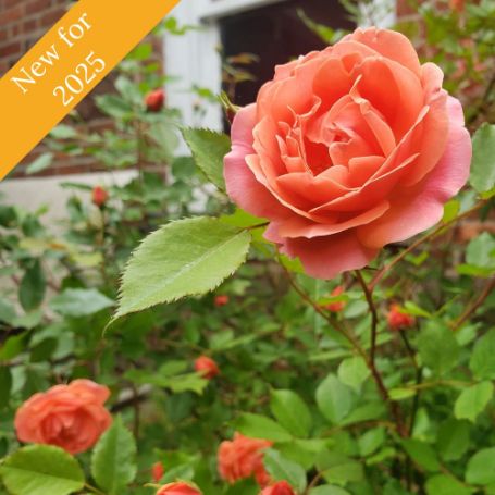 An orange-coral rose with green leaves