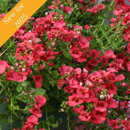 Picture of Darla Red Diascia Plant