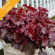 Picture of Dolce® Cherry Truffles Heuchera Plant