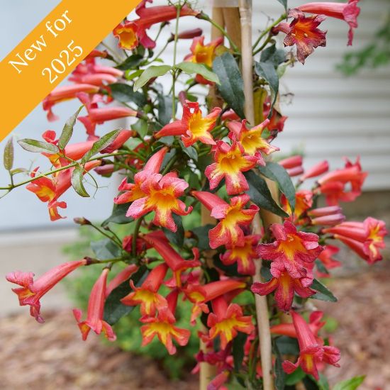 The Dressed To Thrill Bignonia Plant climbs structures with orange-red trumpet flowers