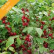 Picture of Easy As Pie™ Bush Cherry