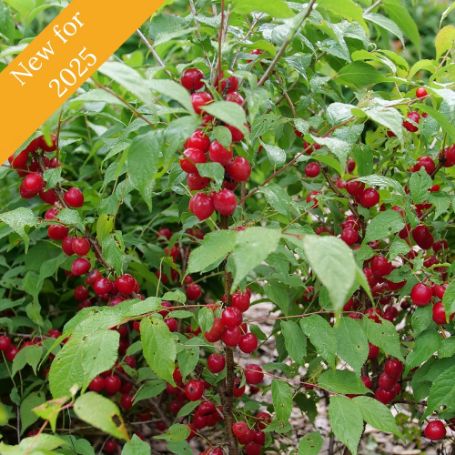 The Easy As Pie Bush Cherry Plant is a compact shrub producing tart red cherries