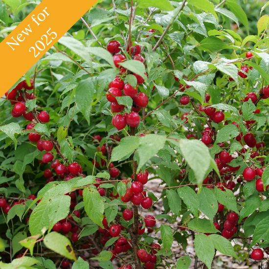 Picture of Easy As Pie™ Bush Cherry