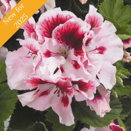 Picture of Elegance™ Crystal Rose Geranium Plant 