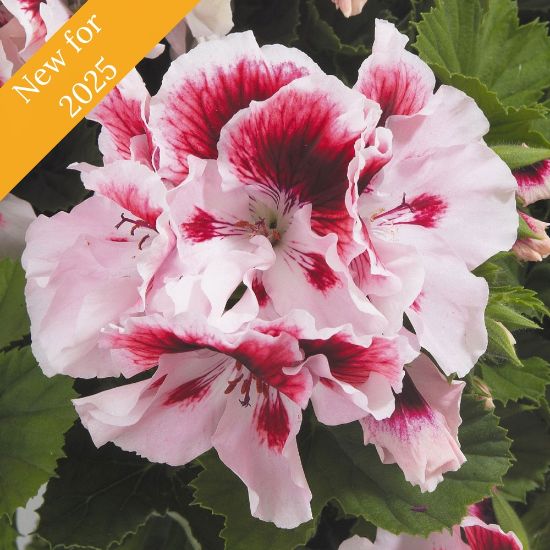 Picture of Elegance™ Crystal Rose Geranium Plant 