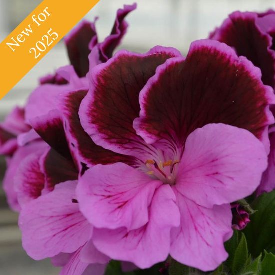 Picture of Elegance™ Lilac Majesty Geranium Plant