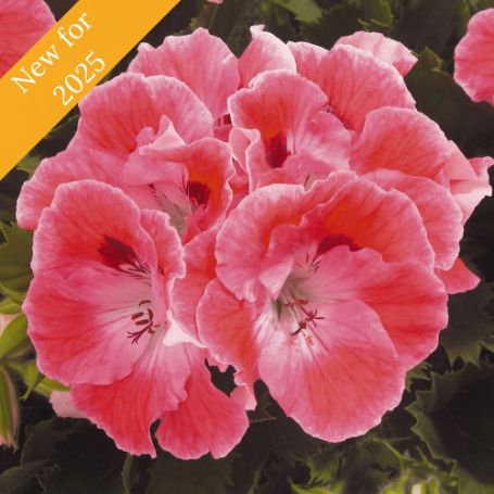 Picture of Elegance™ Sunrise Geranium Plant