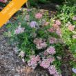 Fairytrail Fresco Cascade Hydrangea plant features trailing stems with large mophead flowers