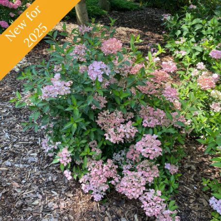 Fairytrail Fresco Cascade Hydrangea plant features trailing stems with large mophead flowers