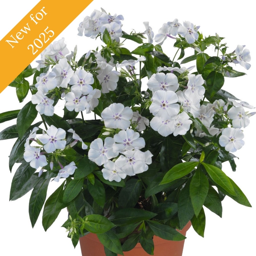 Picture of Flame® Light Blue Garden Phlox Plant