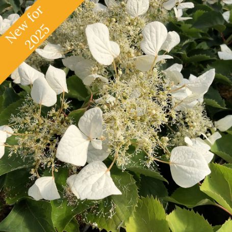 Flirty Girl Schizophragma bush features large, white, lacecap-like flowers with prominent stamens