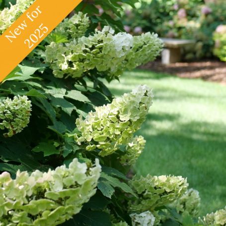 Gatsby Glow Ball Hydrangea plant is a compact shrub with large white flowers aging to green