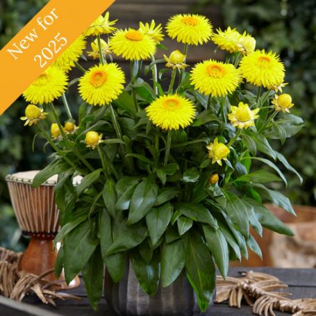 Picture of Granvia® Gold Bracteantha Plant