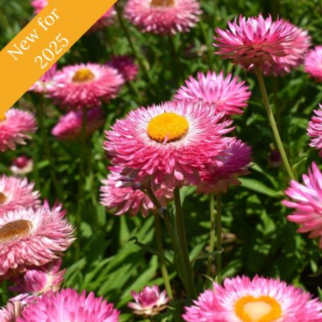 Picture of Granvia® Pink Bracteantha Plant