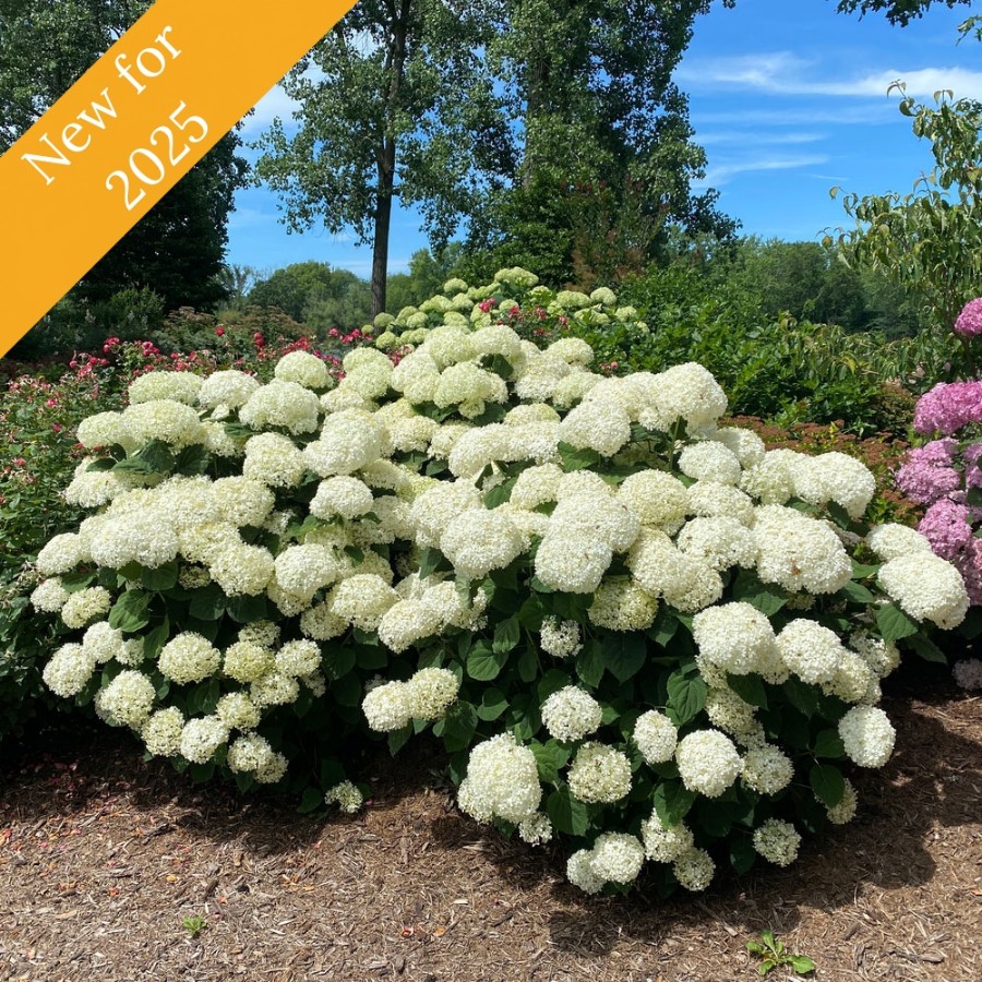 Incrediball Storm Proof Hydrangea plant is a compact shrub with large white flowers and sturdy stems