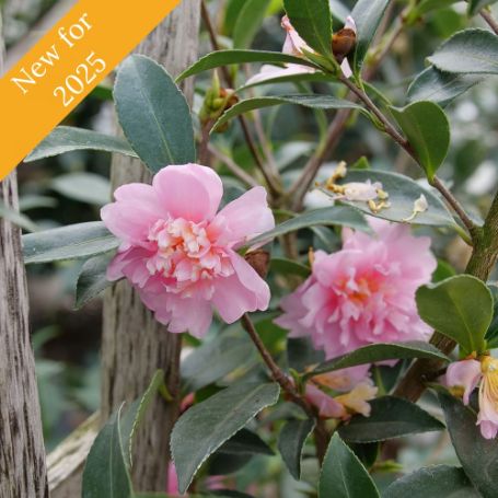 Picture of Just Chill® Double Pink Camellia Plant