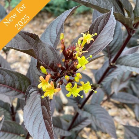 Yellow flowers with red centers bloom against a backdrop of deep purple leaves