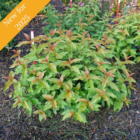 A compact shrub that displays leaves with a mix of green and reddish-bronze hues