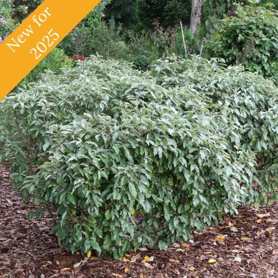 Mr. Smooth Seedless Elaeagnus plant has silvery foliage and fragrant white flowers