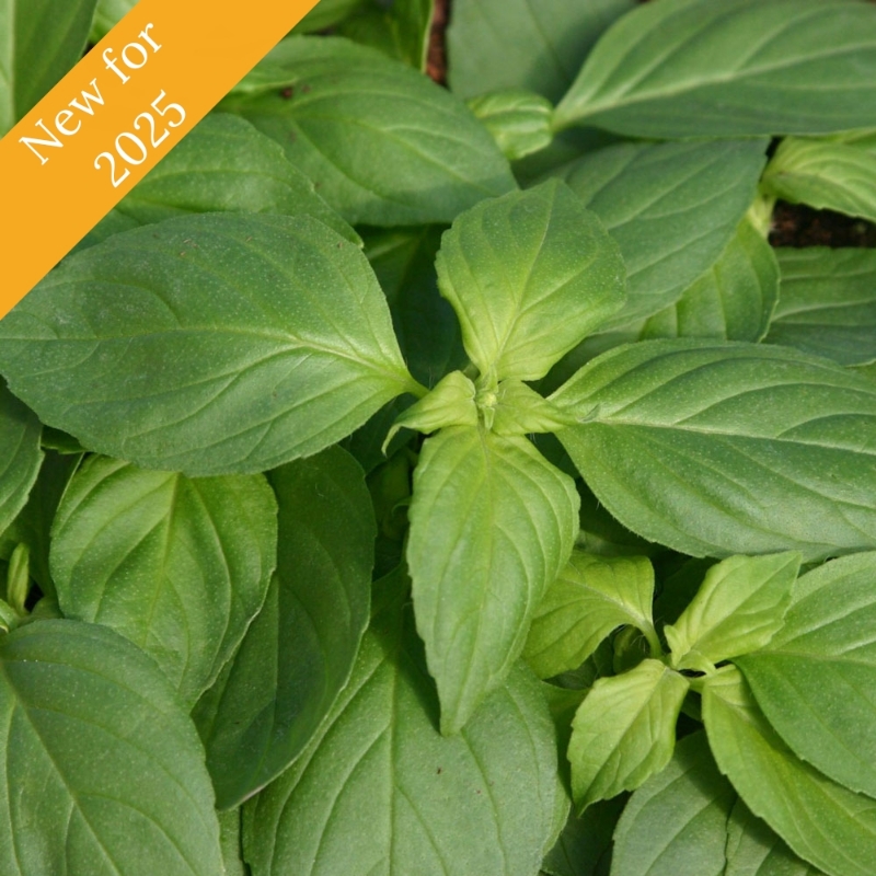 Mrs Burns Lemon Basil Herb Plant is compact with oval leaves, pollinator friendly, citrusy aroma