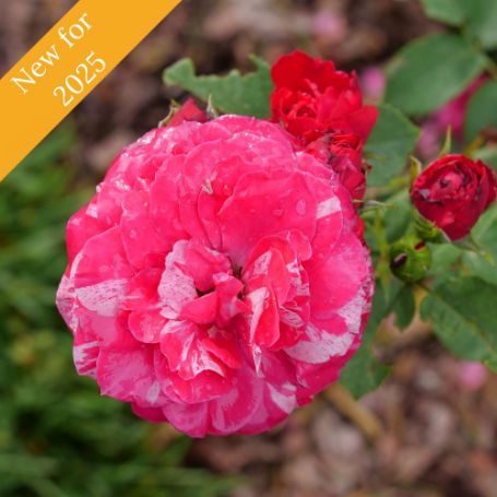 Picture of Oso Easy Red Stripe™ Shrub Rose Bush