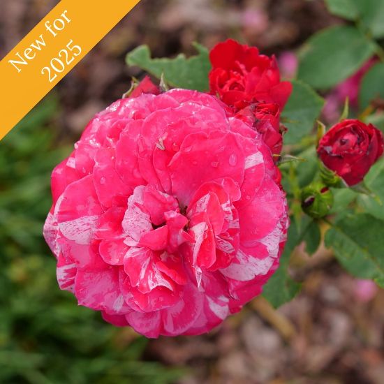 A single, fully bloomed pink and white striped rose