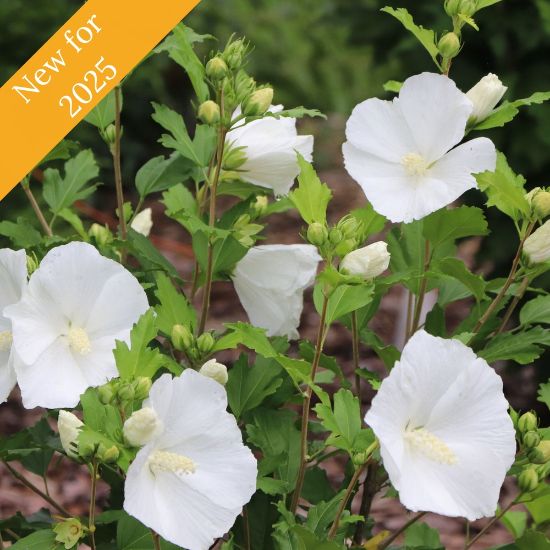 Delicate, white flowers with ruffled petals on a paraplu pure white plant