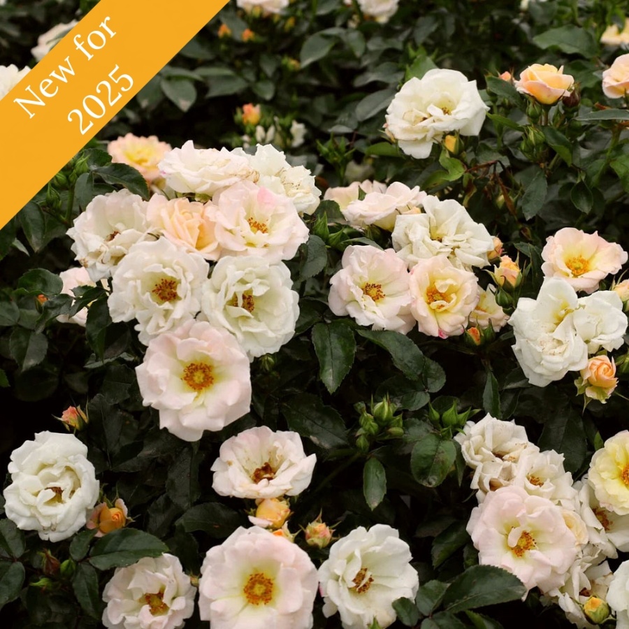 A cluster of white and yellow-colored roses