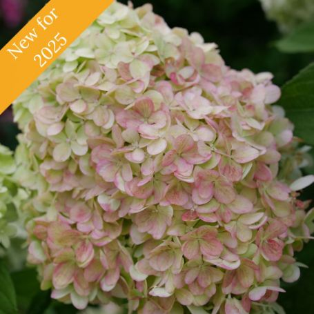 Powerball Hydrangea plant has large, rounded lime-green blooms aging to pink