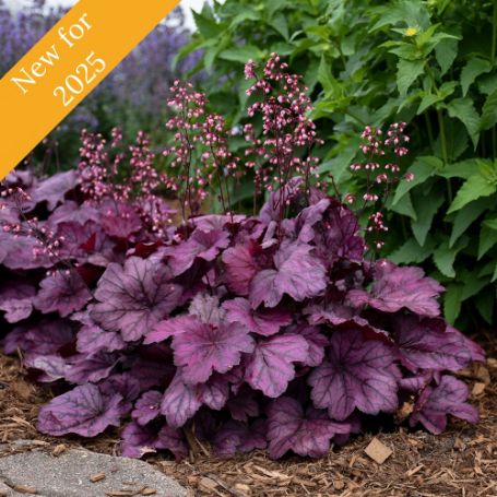 Picture of Primo® Wild Rose Heuchera Plant