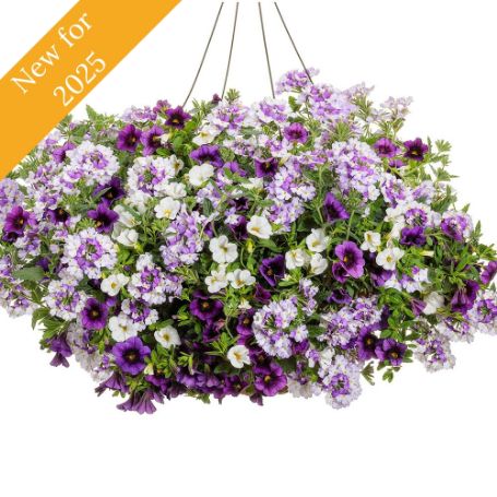 Picture of Proven Winners® Amethyst Dreams Flower Combination