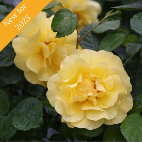 Two fully bloomed yellow roses on a rose bush