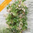 Rose Sensation Schizophragma plant with pink flowers climbs a trellis against a stone wall