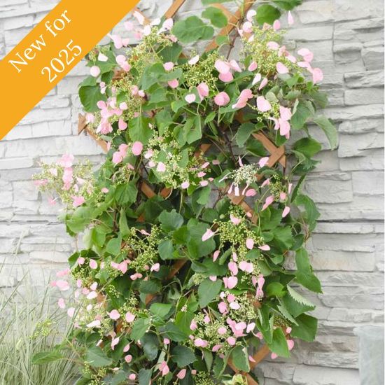 Rose Sensation Schizophragma plant with pink flowers climbs a trellis against a stone wall