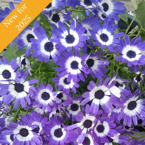 Picture of Senetti® Blue Bicolor Improved Pericallis Plant