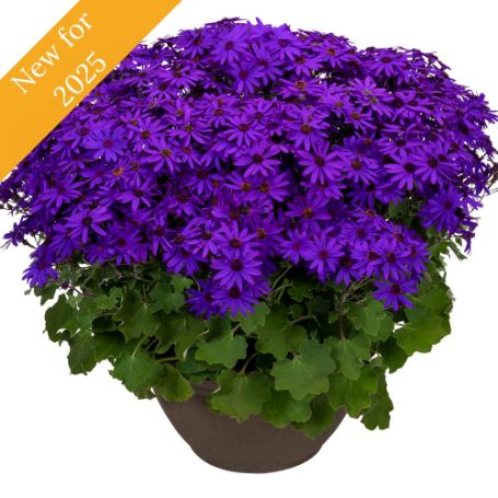 Picture of Senetti® Deep Blue Pericallis Plant