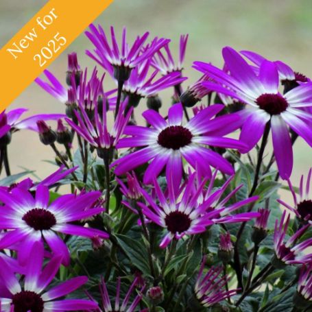 Picture of Senetti® Magenta Bicolor Pericallis Plant