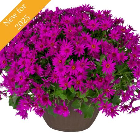 Picture of Senetti® Magenta Pericallis Plant