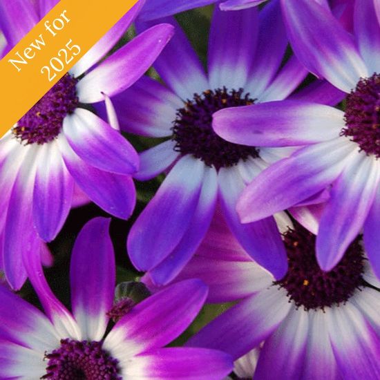 Picture of Senetti® Violet Bicolor Pericallis Plant